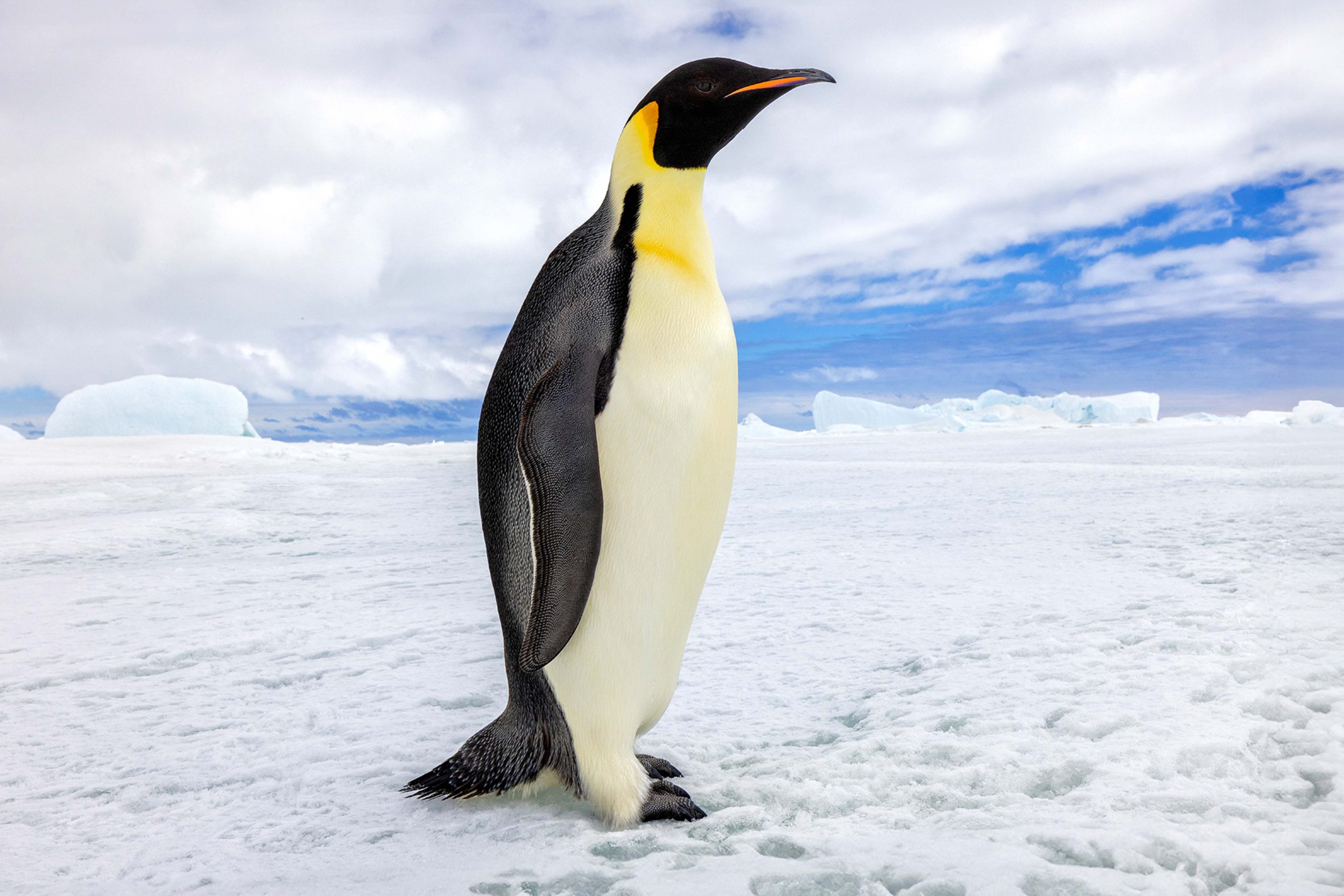 polar home page